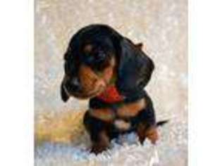 Dachshund Puppy for sale in Maple Lake, MN, USA