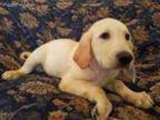 Labrador Retriever Puppy for sale in Granada Hills, CA, USA