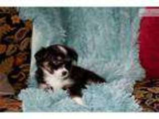 Miniature Australian Shepherd Puppy for sale in Salt Lake City, UT, USA