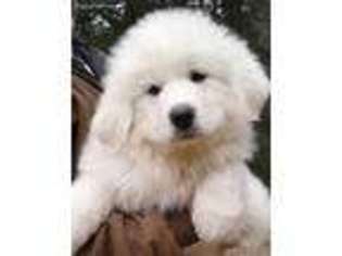 Great Pyrenees Puppy for sale in Mouth Of Wilson, VA, USA