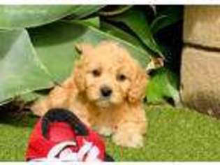 Cavapoo Puppy for sale in Thousand Oaks, CA, USA