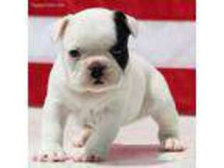 French Bulldog Puppy for sale in Medina, OH, USA