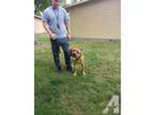 Cane Corso Puppy for sale in TACOMA, WA, USA