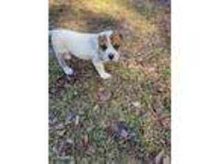 American Bulldog Puppy for sale in Navarre, FL, USA