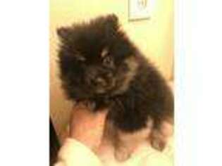 Pomeranian Puppy for sale in Donalds, SC, USA