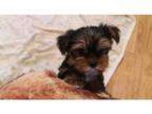 Yorkshire Terrier Puppy for sale in Basingstoke, Hampshire (England), United Kingdom