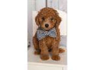 Goldendoodle Puppy for sale in Toledo, OH, USA
