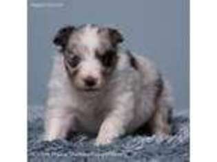 Shetland Sheepdog Puppy for sale in Chanute, KS, USA