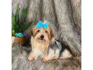 Yorkshire Terrier Puppy for sale in Claremore, OK, USA