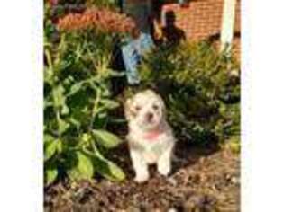 Bichon Frise Puppy for sale in Pickerington, OH, USA