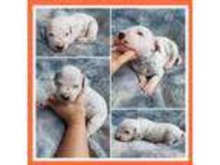 Dalmatian Puppy for sale in Roopville, GA, USA
