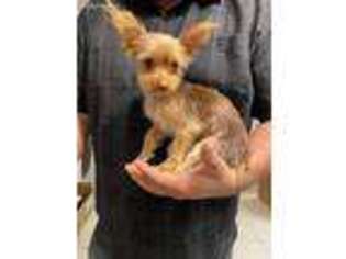 Yorkshire Terrier Puppy for sale in Celina, TX, USA