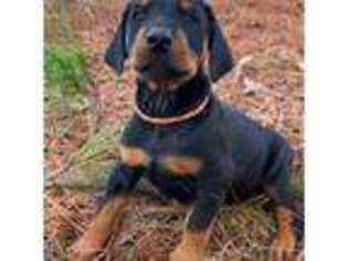Doberman Pinscher Puppy for sale in Toney, AL, USA