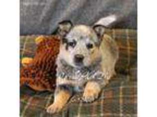 Australian Cattle Dog Puppy for sale in Liberal, MO, USA