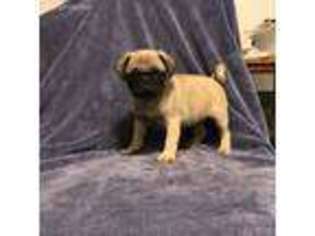 Pug Puppy for sale in Morris Chapel, TN, USA