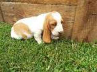 Basset Hound Puppy for sale in Exeter, MO, USA