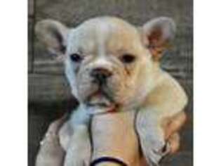 French Bulldog Puppy for sale in East Ryegate, VT, USA