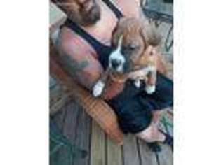 Boxer Puppy for sale in Clarkston, MI, USA