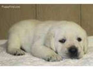 Labrador Retriever Puppy for sale in Leburn, KY, USA