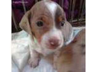 Dachshund Puppy for sale in Iredell, TX, USA