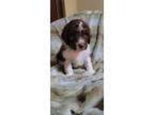 Labradoodle Puppy for sale in Fresno, CA, USA