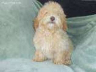 Cavapoo Puppy for sale in Falmouth, MI, USA