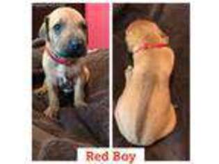 Rhodesian Ridgeback Puppy for sale in Rialto, CA, USA