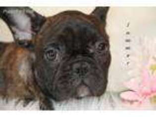 French Bulldog Puppy for sale in Ewing, IL, USA