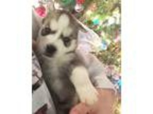 Siberian Husky Puppy for sale in Texarkana, TX, USA