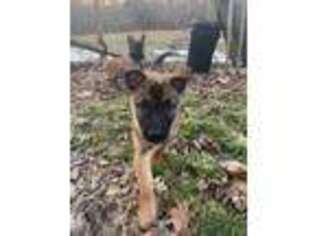 Belgian Malinois Puppy for sale in Stokesdale, NC, USA