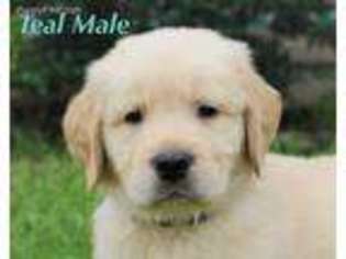 Golden Retriever Puppy for sale in Thurmont, MD, USA