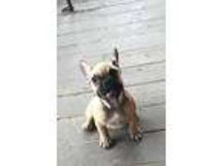 French Bulldog Puppy for sale in Brownwood, TX, USA