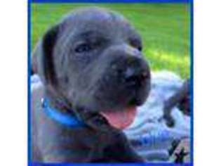 Great Dane Puppy for sale in LONGVIEW, WA, USA
