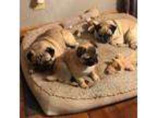 Pug Puppy for sale in Mountain Lake, MN, USA