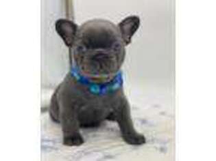 French Bulldog Puppy for sale in Tremonton, UT, USA