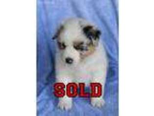Australian Shepherd Puppy for sale in Modesto, CA, USA