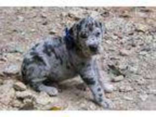 Great Dane Puppy for sale in Albertville, MN, USA
