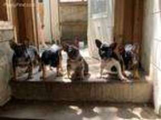 French Bulldog Puppy for sale in Manson, IA, USA