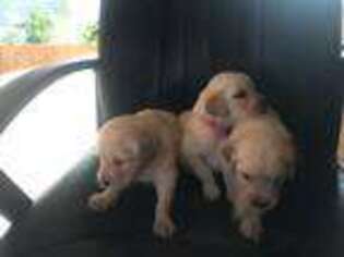 Golden Retriever Puppy for sale in New Caney, TX, USA