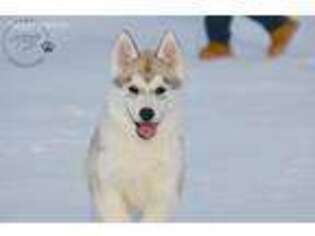 Siberian Husky Puppy for sale in Lanse, PA, USA