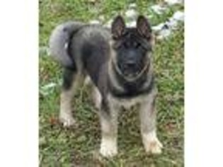 Akita Puppy for sale in Marengo, OH, USA