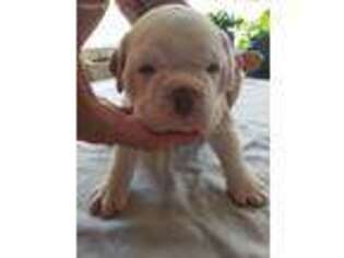 Olde English Bulldogge Puppy for sale in Monroe, NC, USA