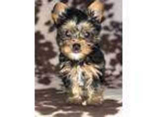 Yorkshire Terrier Puppy for sale in Magazine, AR, USA