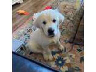 Golden Retriever Puppy for sale in Vancouver, WA, USA