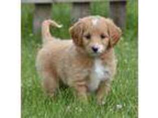 Goldendoodle Puppy for sale in Sheridan, MI, USA