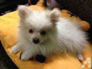 Pomeranian Puppy for sale in ANTIOCH, CA, USA