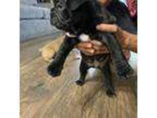 French Bulldog Puppy for sale in Brick, NJ, USA