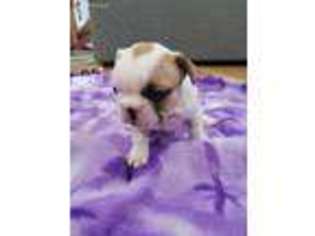 French Bulldog Puppy for sale in Marthasville, MO, USA