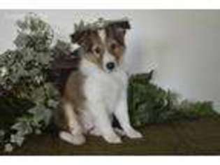 Shetland Sheepdog Puppy for sale in Fair Grove, MO, USA