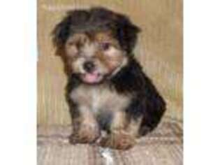 Yorkshire Terrier Puppy for sale in Apollo, PA, USA